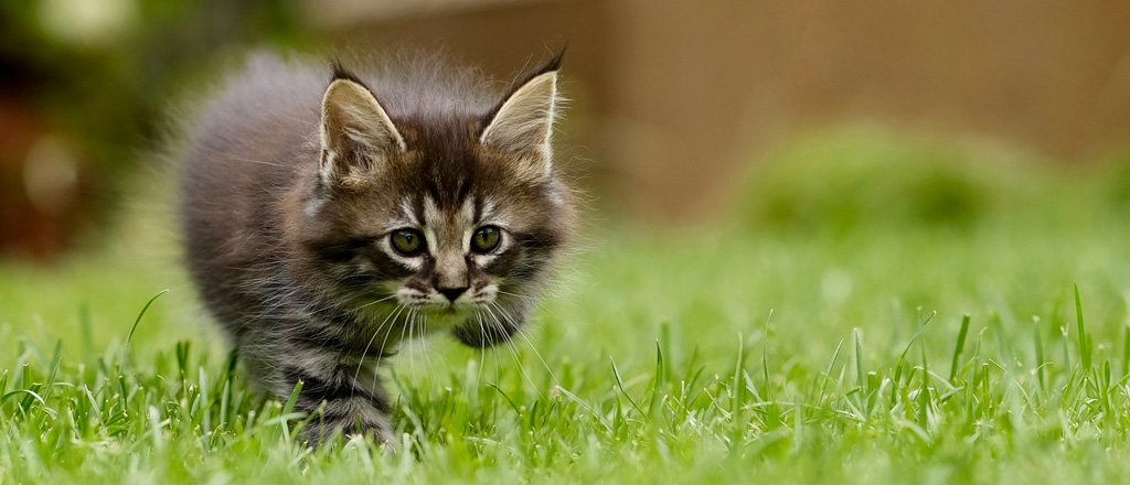 Un gattino prova le prime pose di caccia