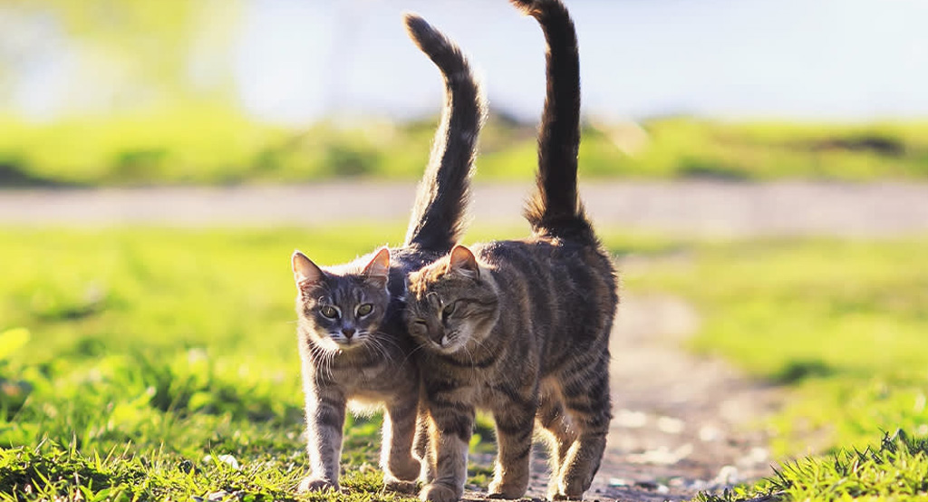 La coda dritta è un segno che il gatto è felice