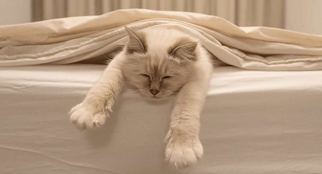 Un gatto che dorme sereno allungato nel letto