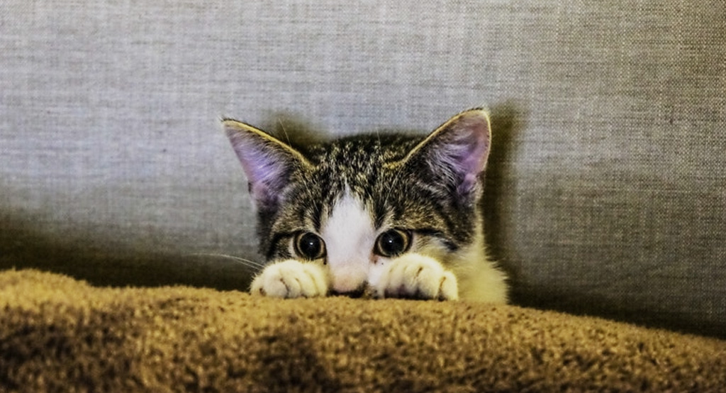 Un gattino gioca a nascondersi per interagire con il padrone