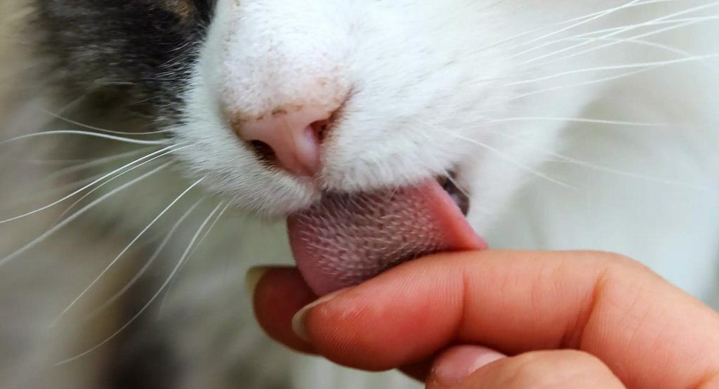 Un gatto che lecca la mano della padrona