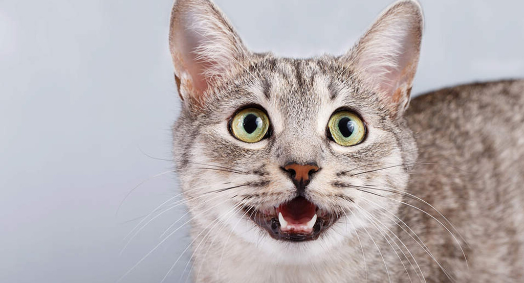Un gatto che miagola al padrone