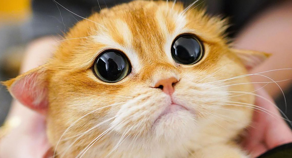 Un gattino con occhi simili al Gatto con gli stivali della Pixar