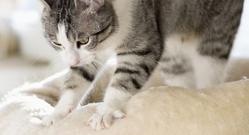 Un gatto impegnato a pigiare un morbido divano
