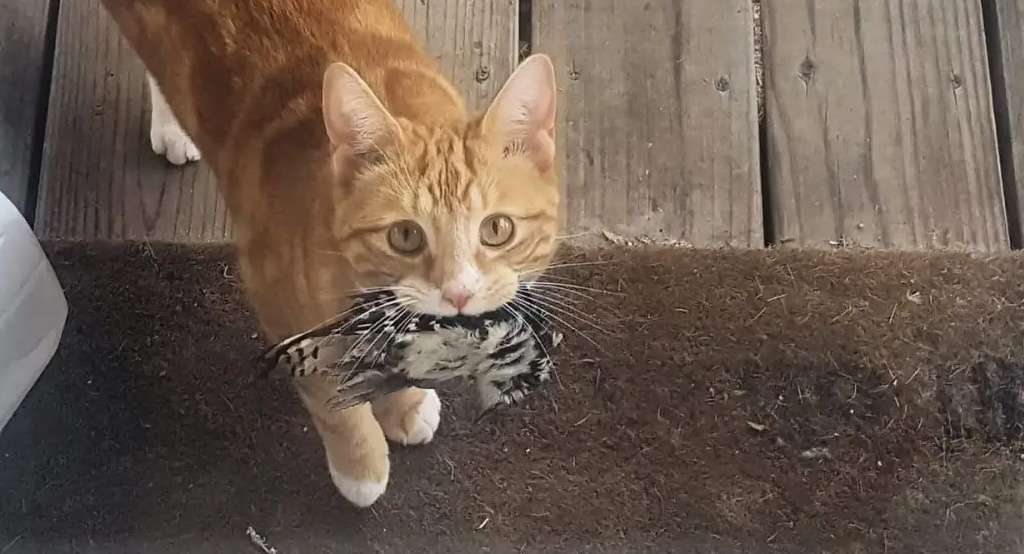 Un gatto con un uccellino come regalo epr la famiglia