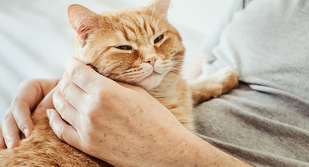Un gatto rosso si gode le coccole e dimostra il suo affetto producendo fusa