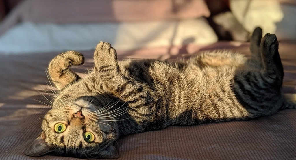 Gatto che si rotola per dimostrare affetto