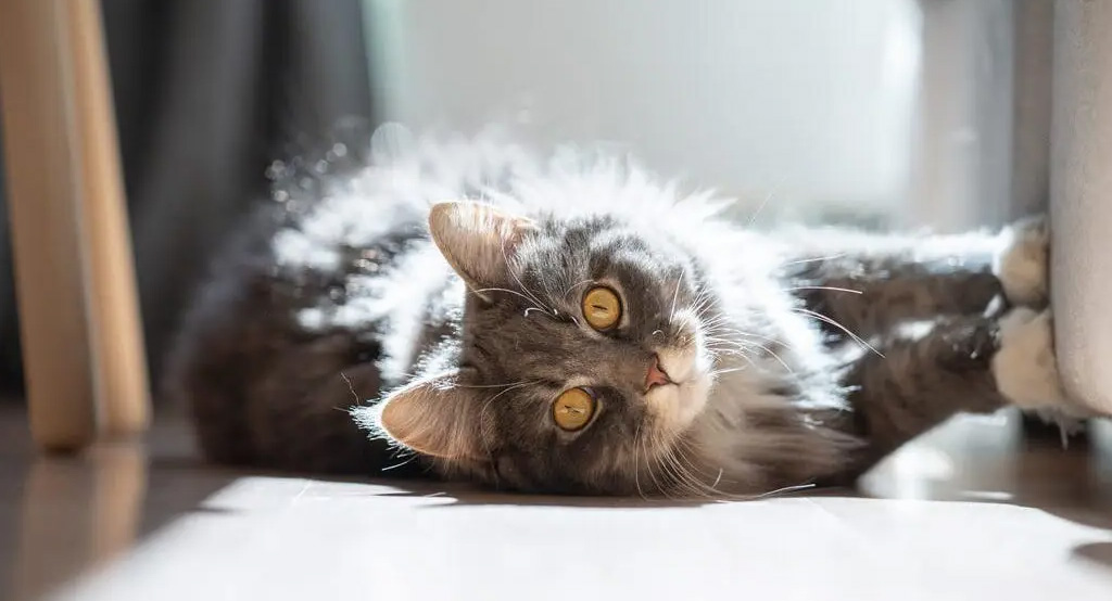Un gatto graffia il divano nuovo di casa...