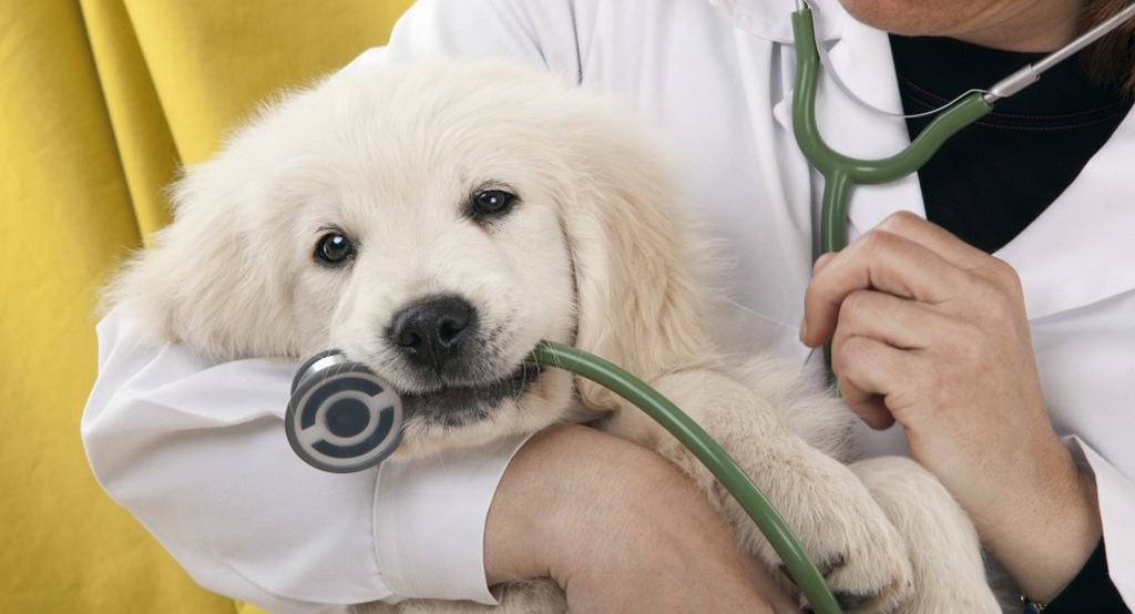 Cane in braccio a veterianrio