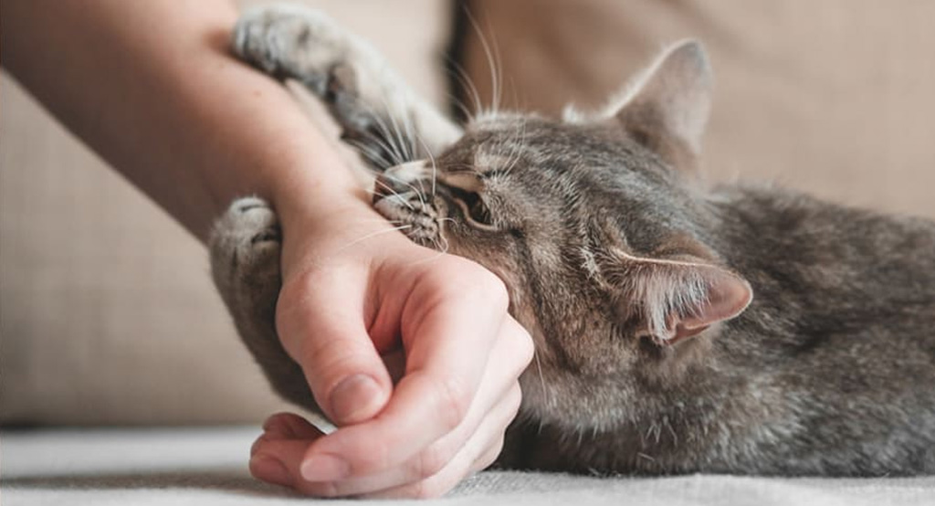 Un gattino che esagera nel mordere