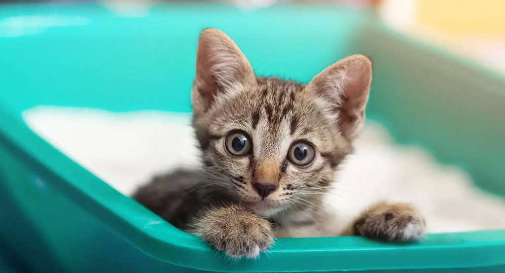 Un gattino nella lettiera presa per un  luogo di gioco