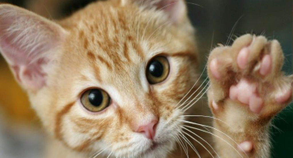 Un gattino che usa la zampa e gli artigli per afferrare senza esagerare