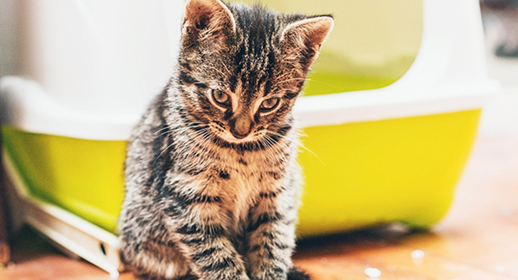 Un gattino colpevole di cattivo utilizzo della lettiera