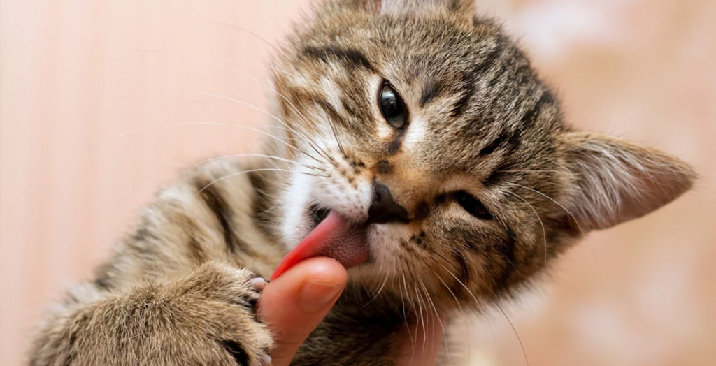 Un gattino impegnato a leccare la mano del padrone