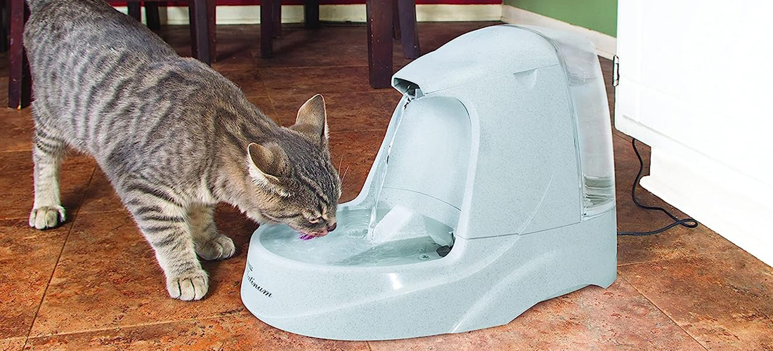 Una fontanella per gatti