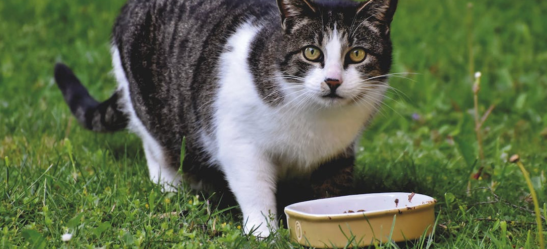 Gatto che mangia
