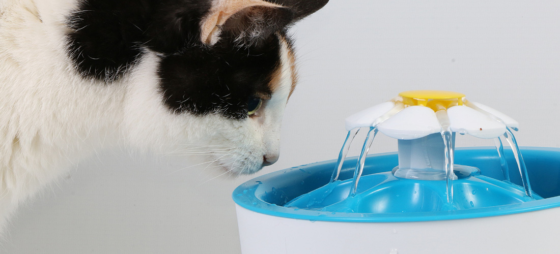 Gatto beve da fontanella