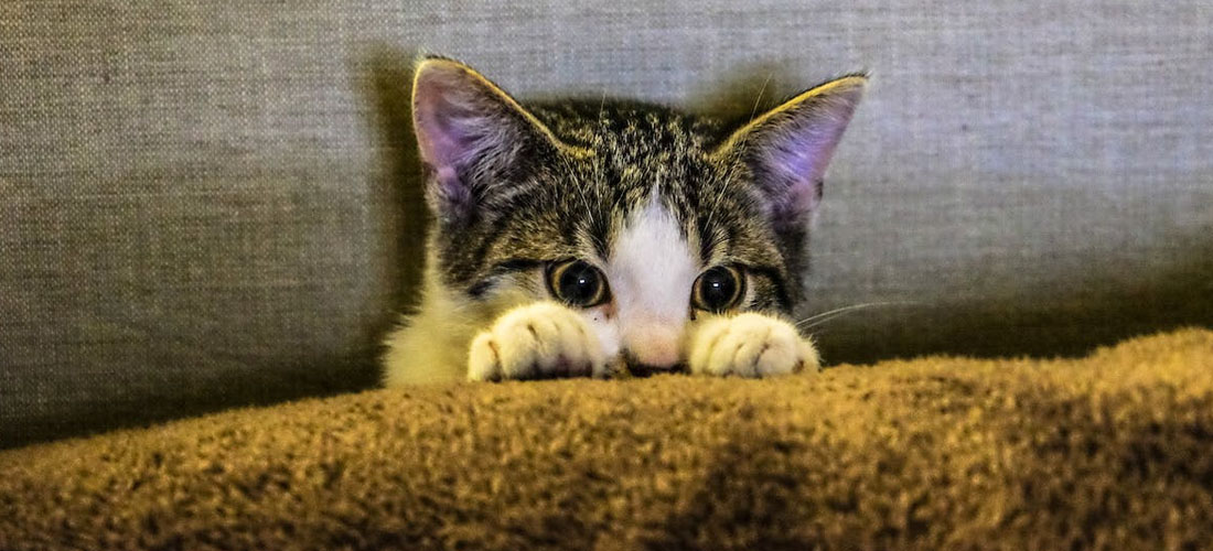 Lo stress nei gatti si riverbera sulla qualità del pelo