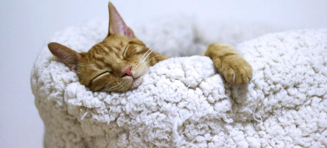 Un gatto dorme sereno al calduccio