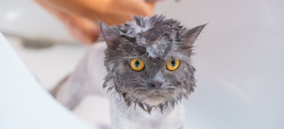 Gatto non felice di fare bagnetto