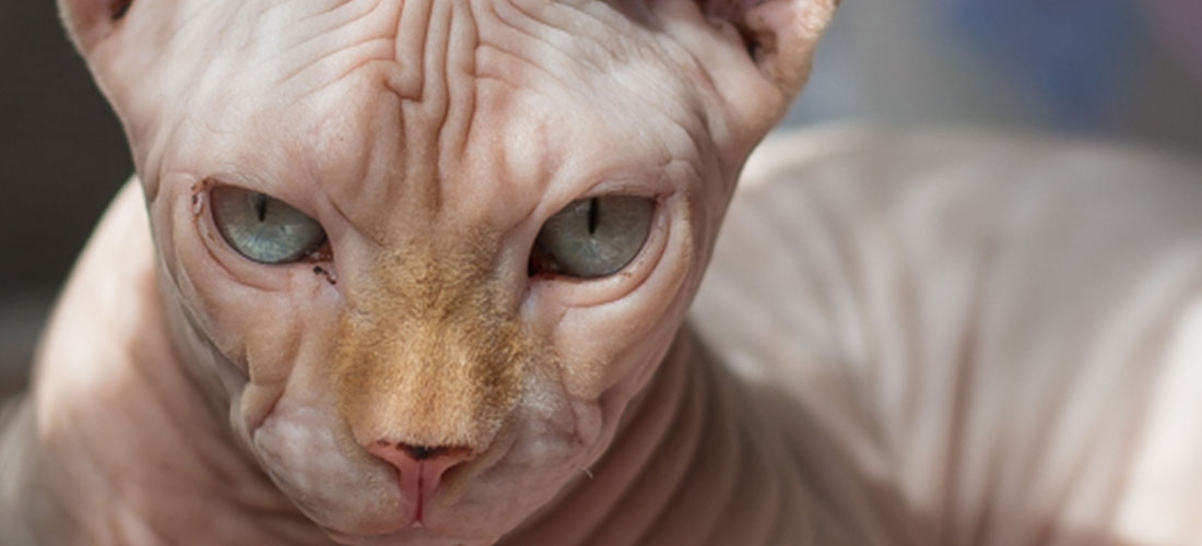 Un gatto Sphinx a pelo corto