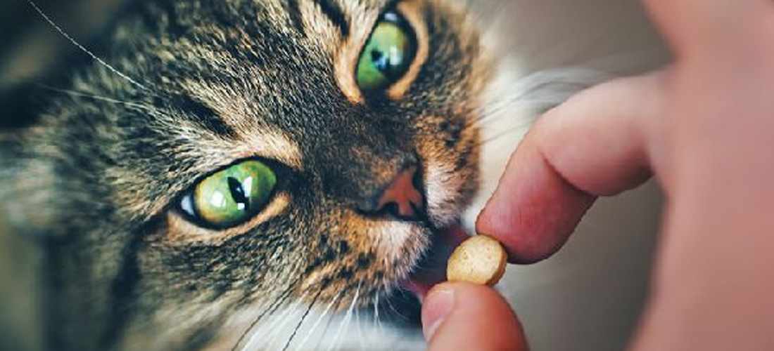 Un gatto mangia una pillola di un integratore
