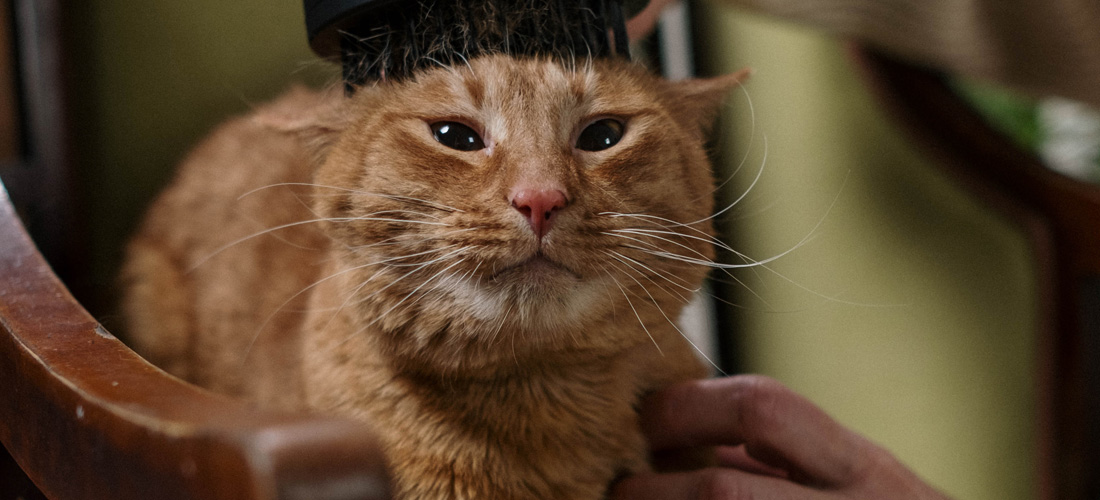 Gatto che si fa spazzolare
