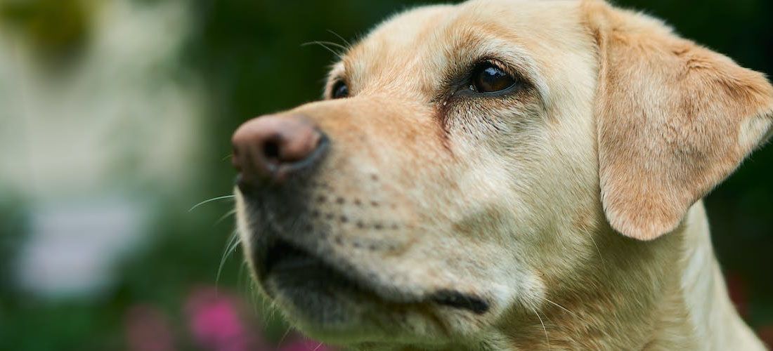 Un esemplare di Labrador adulto