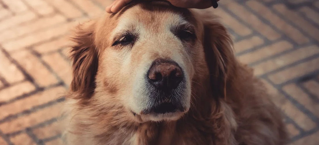 Un esemplare di Golden Retriever anziano