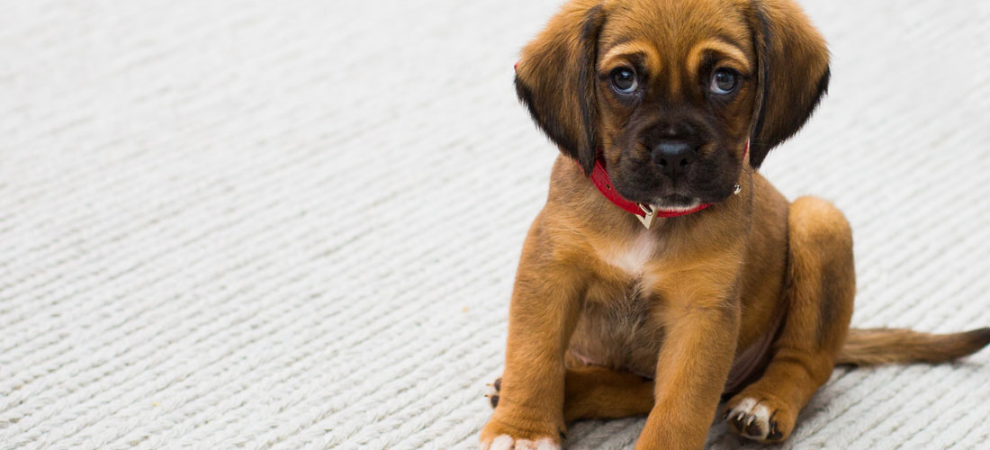 Un cucciolo di Boxer