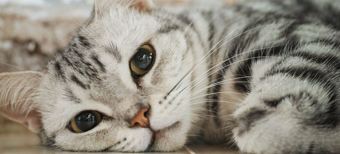 Un esemplare di American Shorthair grigio