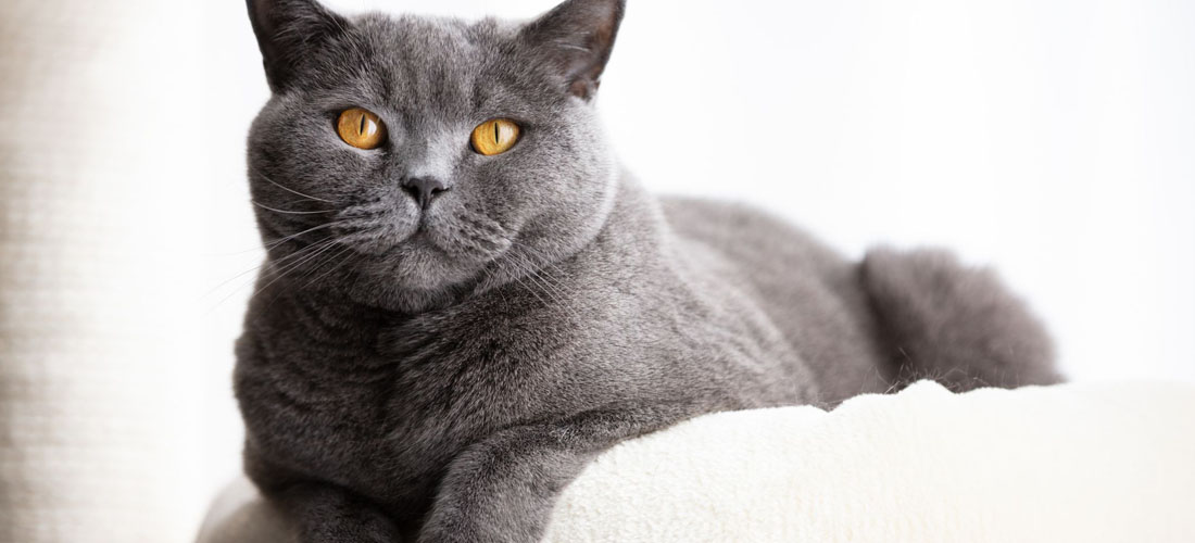 Un British Shorthair grigio con occhi color ambra