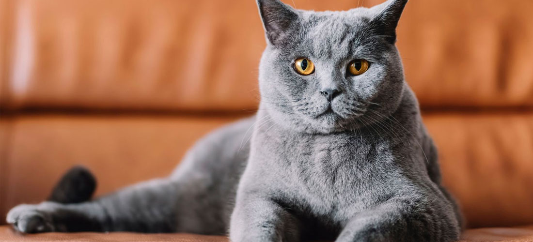 Uno Chartreux o Certosino dal tipico pelo grigio