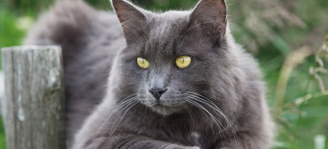 Un imponente e vaporoso Nebelung grigio