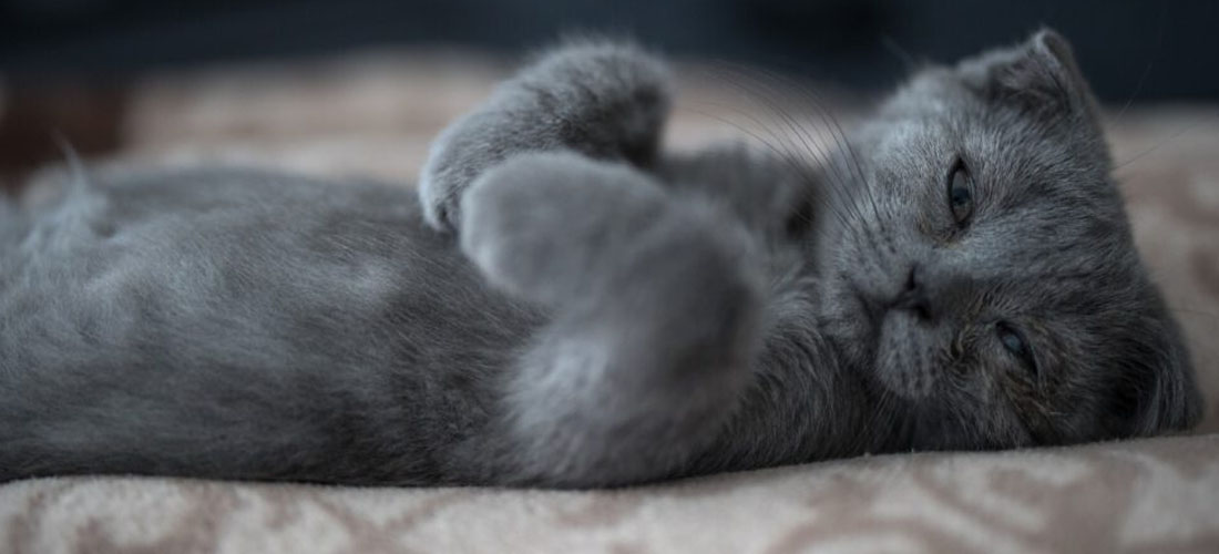 Un gattino di Scottish Fold un po' assonnato