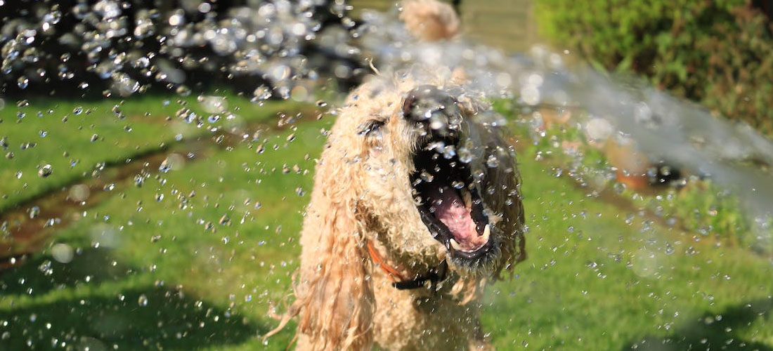 Un cane si rinfresca facendo una doccia