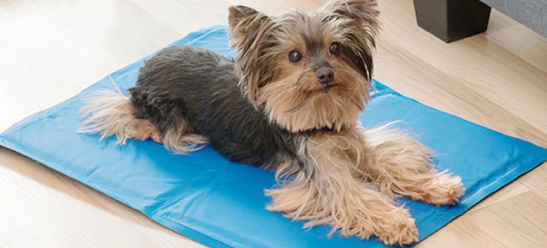 Un cane si gode il fresco su un tappetino rinfrescante