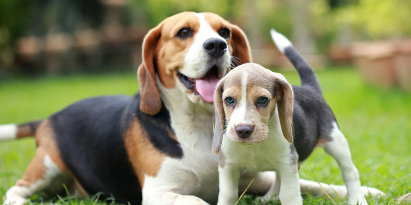 Un piccolo cucciolo di Beagle con la sua mamma