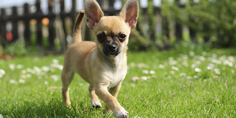 Un Chihuahua zampetta felice