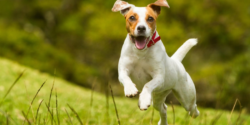 Un esuberante Jack Russell Terrier