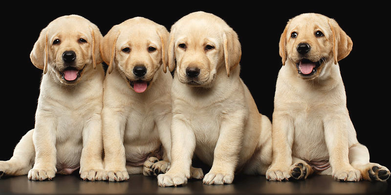 Cucciolata di adorabili Labrador