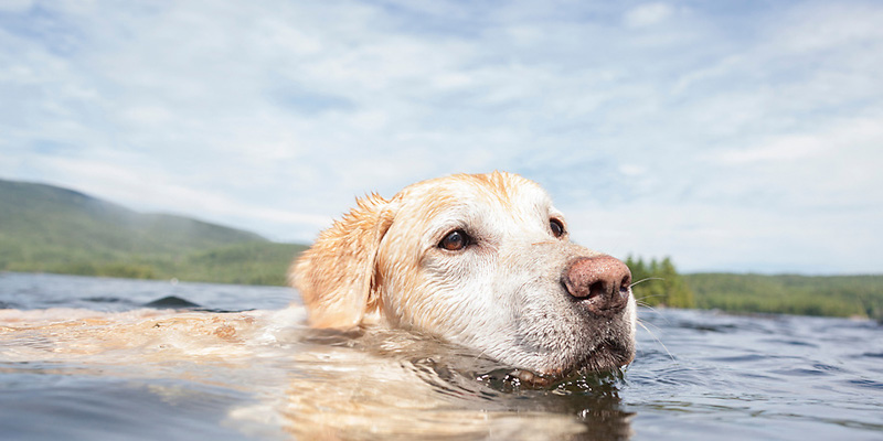 Un labrador nuota felice