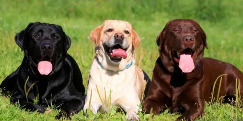 Le tre colorazioni del labrador