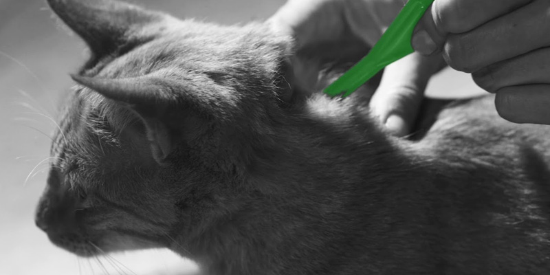 Applicazione dell'antiparassitario tra le scapole del gatto