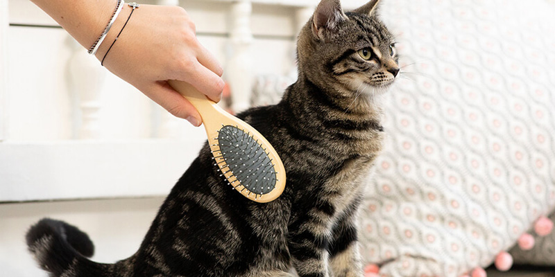 Un gattino si fa spazzolare