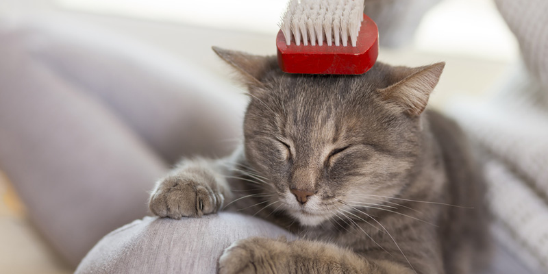 Un gatto si gode una sessione di toelettatura con la spazzola