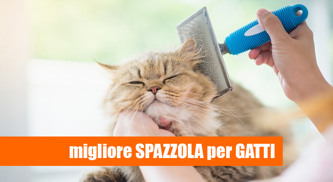 Un gatto si fa spazzolare