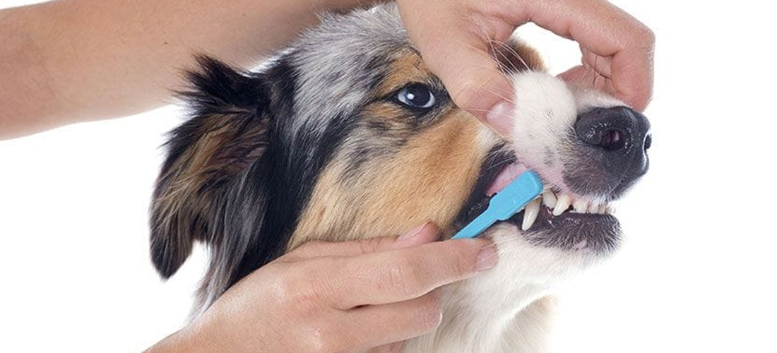 Pulizia denti cane con spazzolino