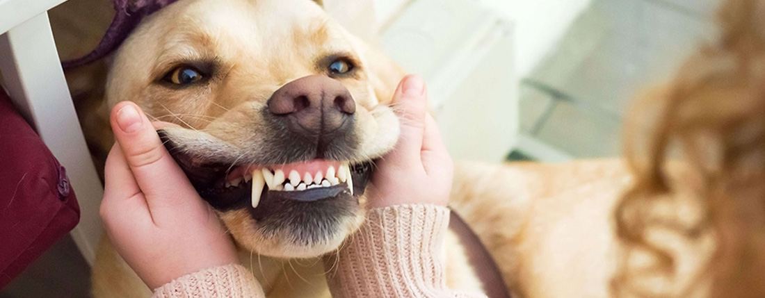 Importanza denti puliti cane