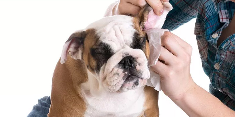 Un cane si fa pulire le orecchie